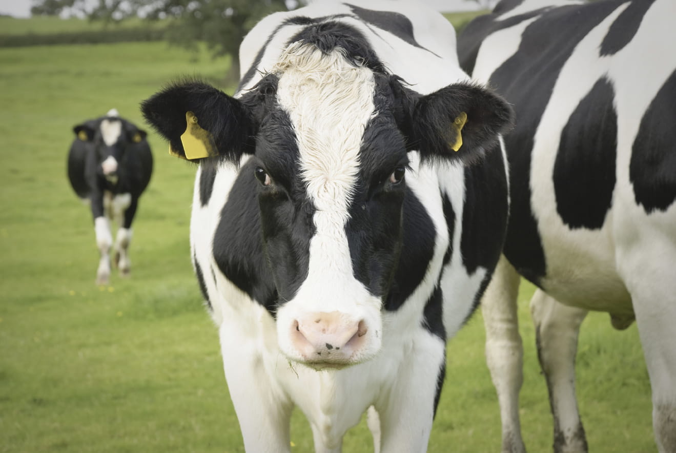 cow