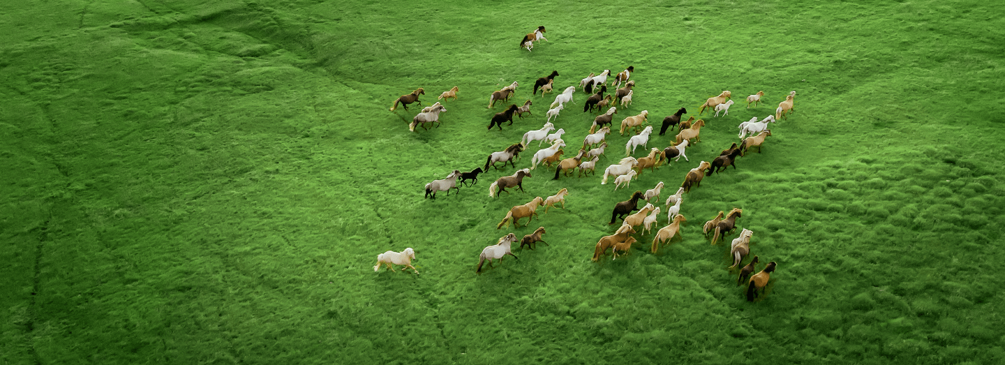 Un troupeau de chevaux courant dans un champ ouvert.